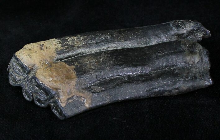 Pleistocene Aged Fossil Horse Tooth - Florida #21833